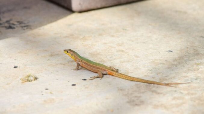 Lizard-750x430