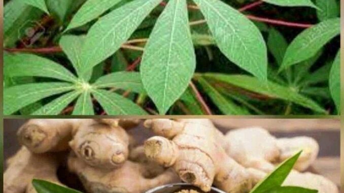 operanews1760940152419